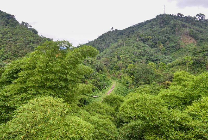 Mayombe Forest